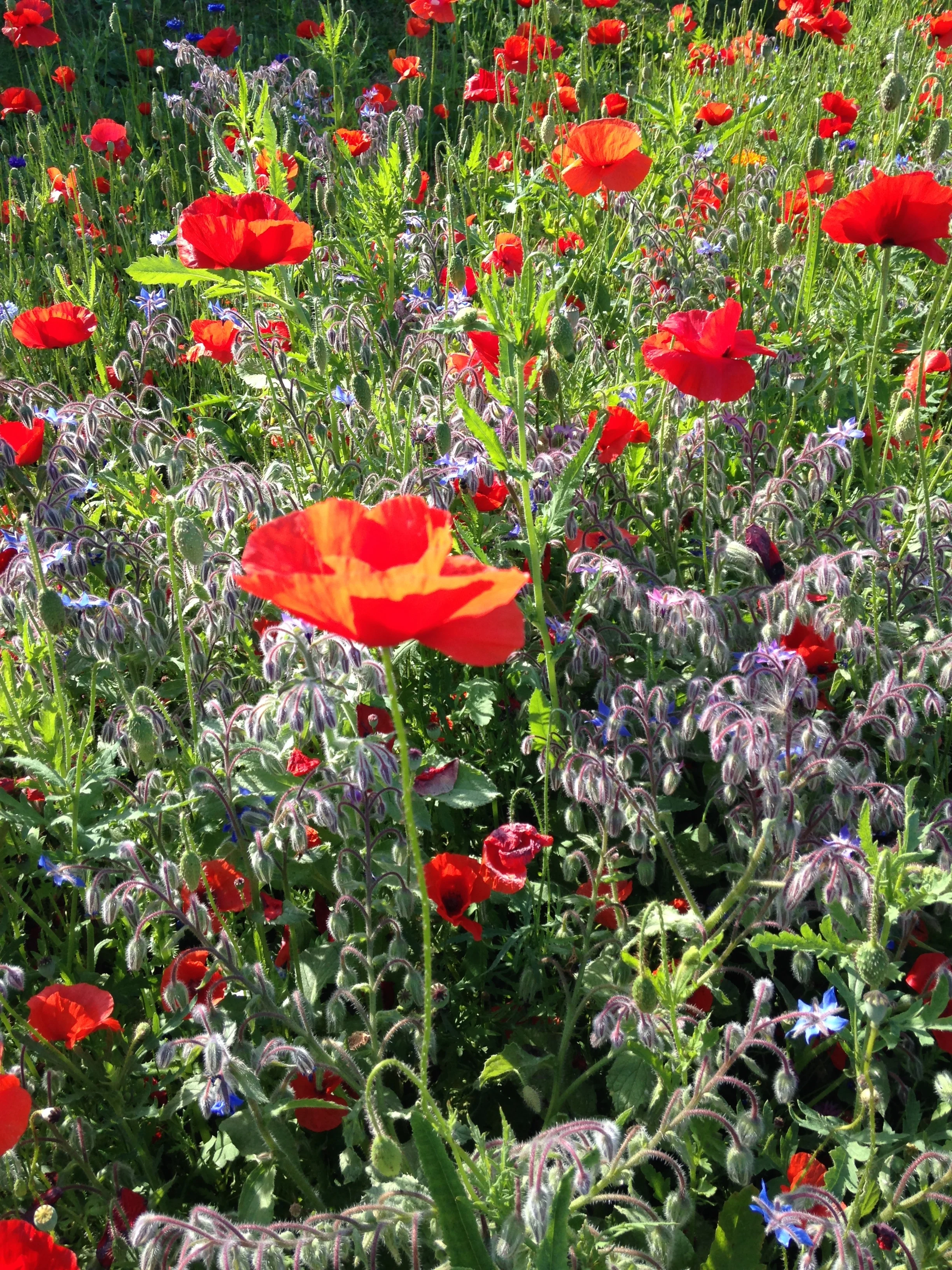 surrey summer flowers