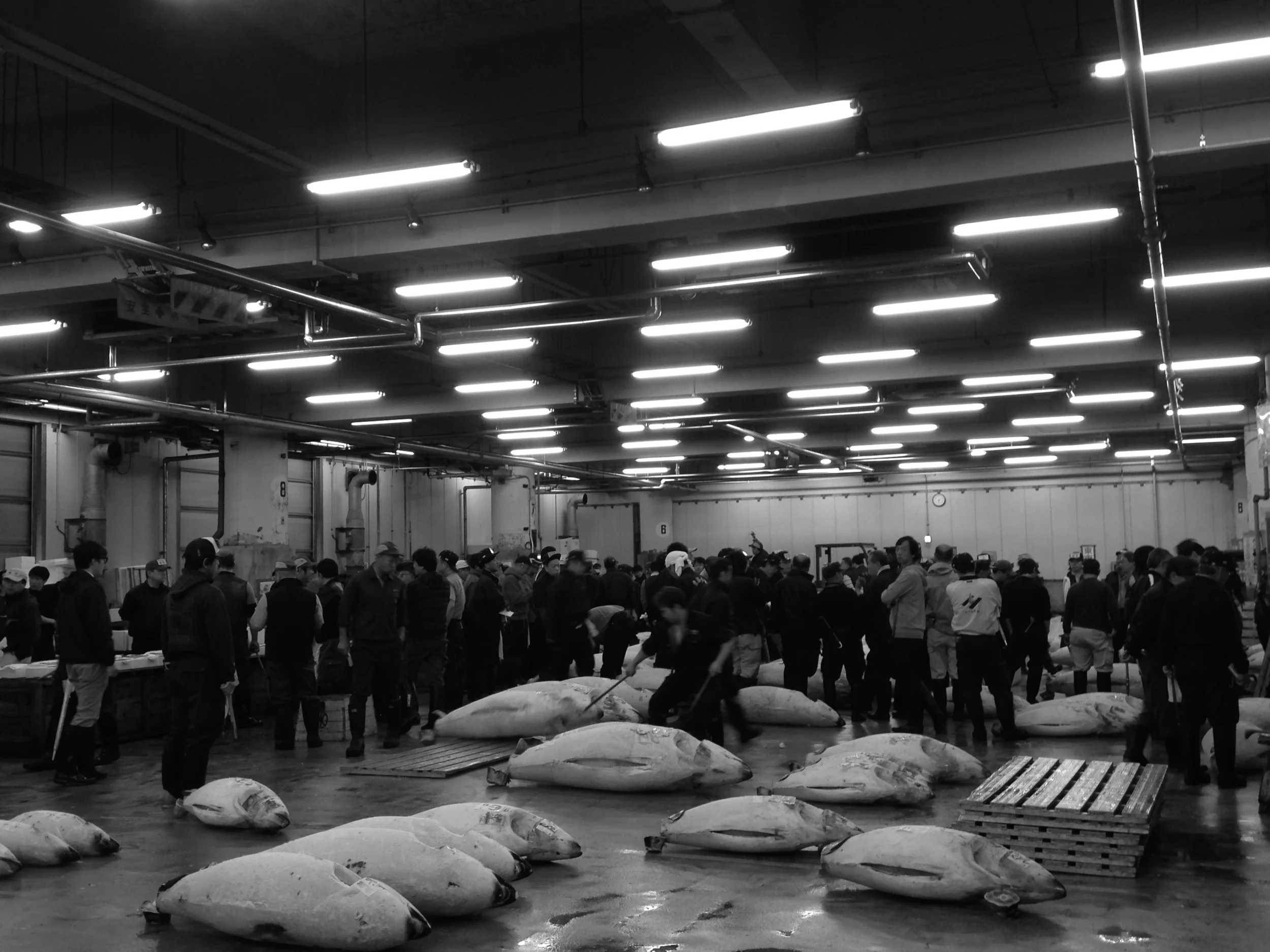 Tuna Auction at Tsukiji Fish Market