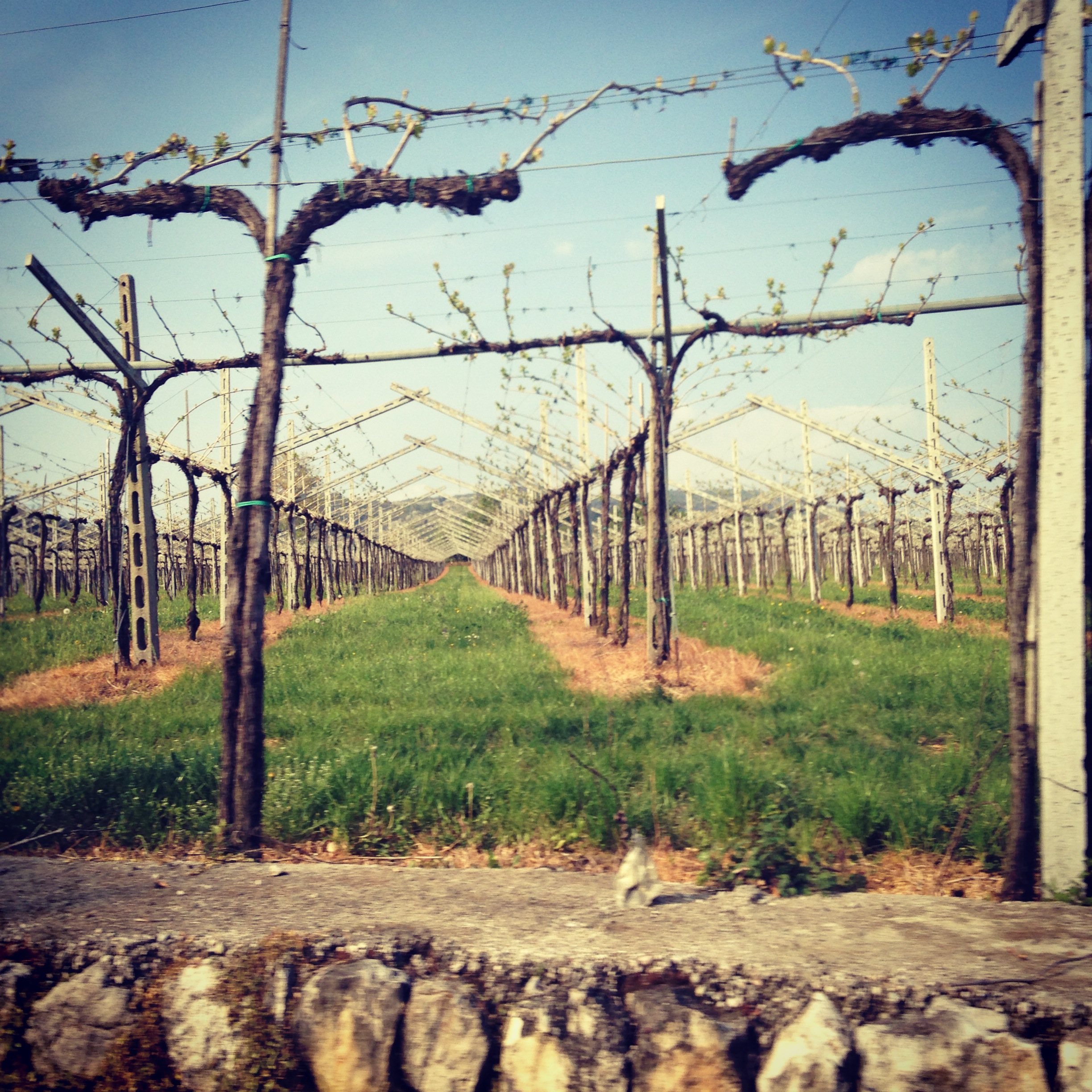 Valpolicella Vineyards