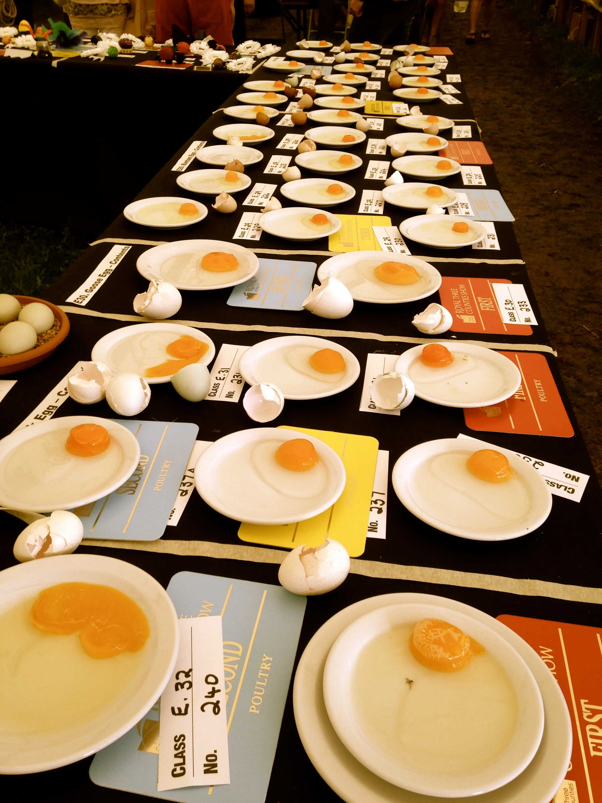 Egg Awards at the Tri County Fair