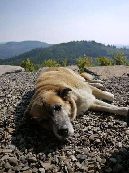 Snoozy by Sangiovese Vines at Riecine in Gaiole, Chianti