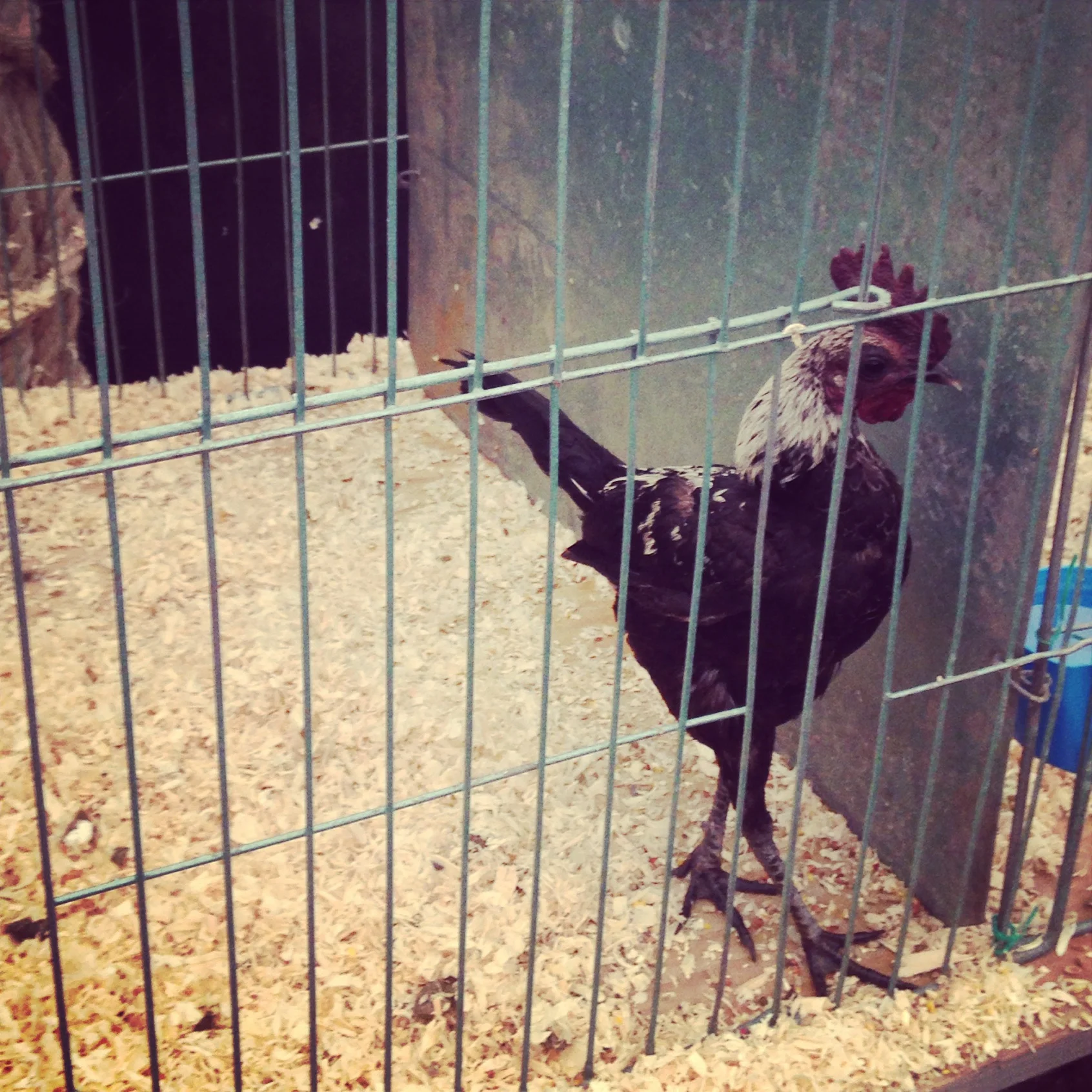 Character of a Chook, Tri County Fair
