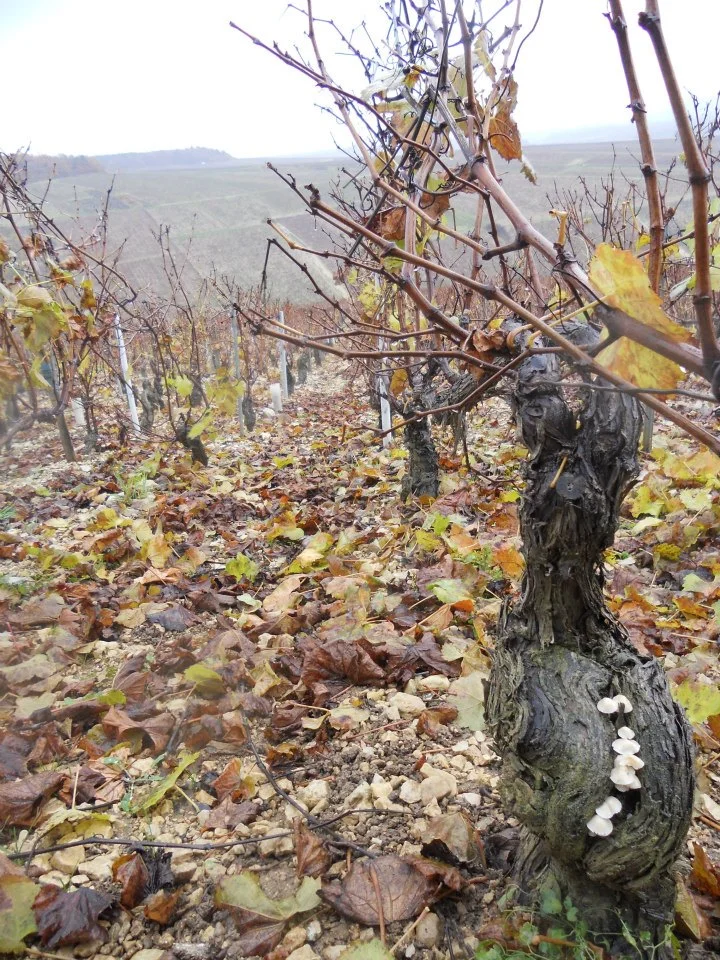 Autumnal scene at Blanchot Grand Cru in Chablis