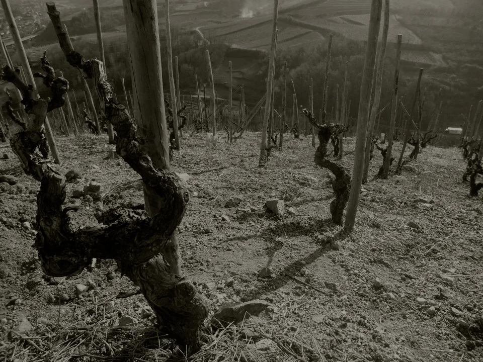 Steep Syrah vines in Hermitage