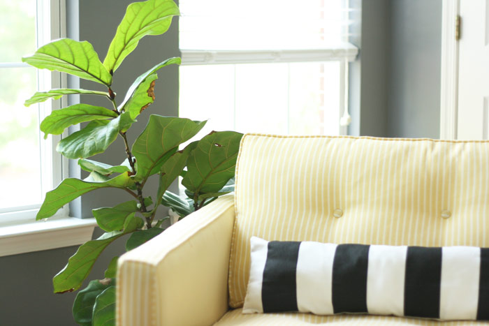 Much to my surprise my Ikea fiddle leaf fig tree is still alive