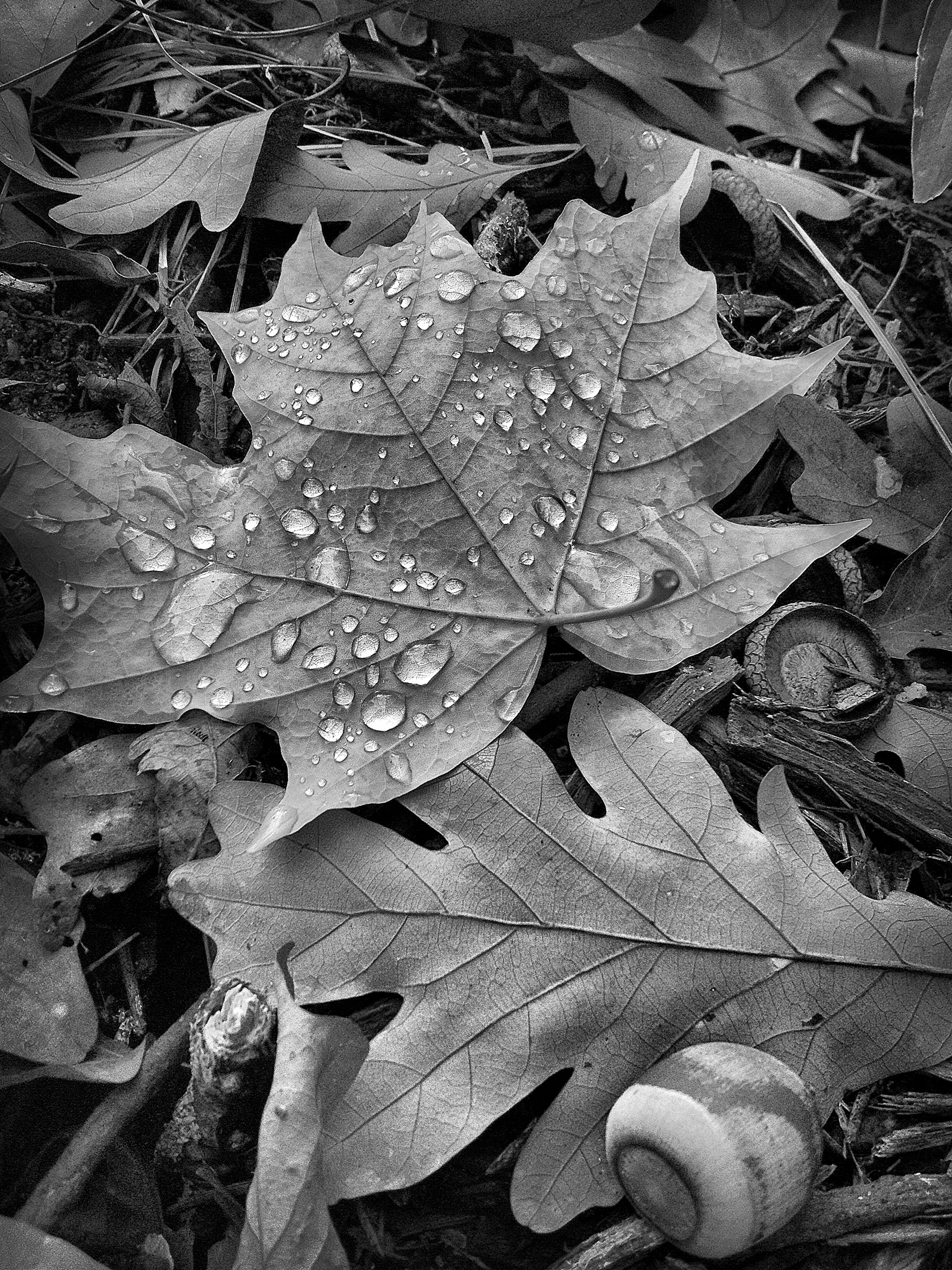 RN_leavesDroplets_bw.jpg
