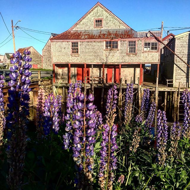 Seal Cove is both a relic and treasure filled with wharves from an era of smoked herring production dating back to the 1870s. Today stacks of lobster traps are as frequent as the beautiful lupines that cover the island. #sealcove #fishing #atlanticoc