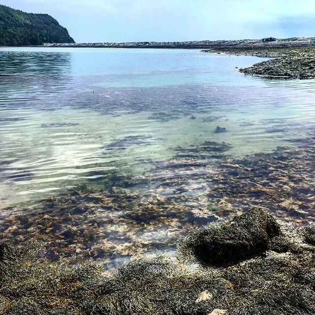 The dulse of Dark Harbour. The &quot;lettuce of the sea&quot; is an edible red algae that has been harvested for centuries in places like Iceland and Ireland. Here in Grand Manan it is a major export, very salty, chewy, and flavorful, while being kno
