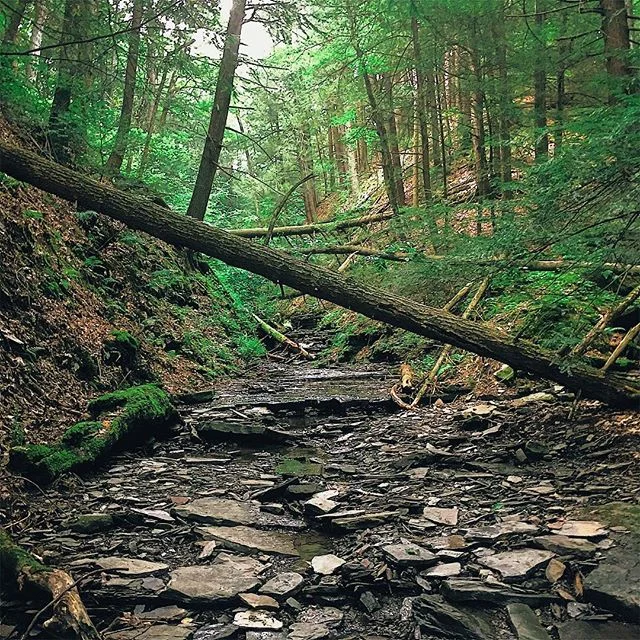 The serene beauty of The Finger Lakes National Forest 🌳 encompasses a stunning 16,529 acres across Seneca and Schuyler counties and is the only national forest in New York State. It is the perfect place to &quot;lose oneself&quot; in the best way an