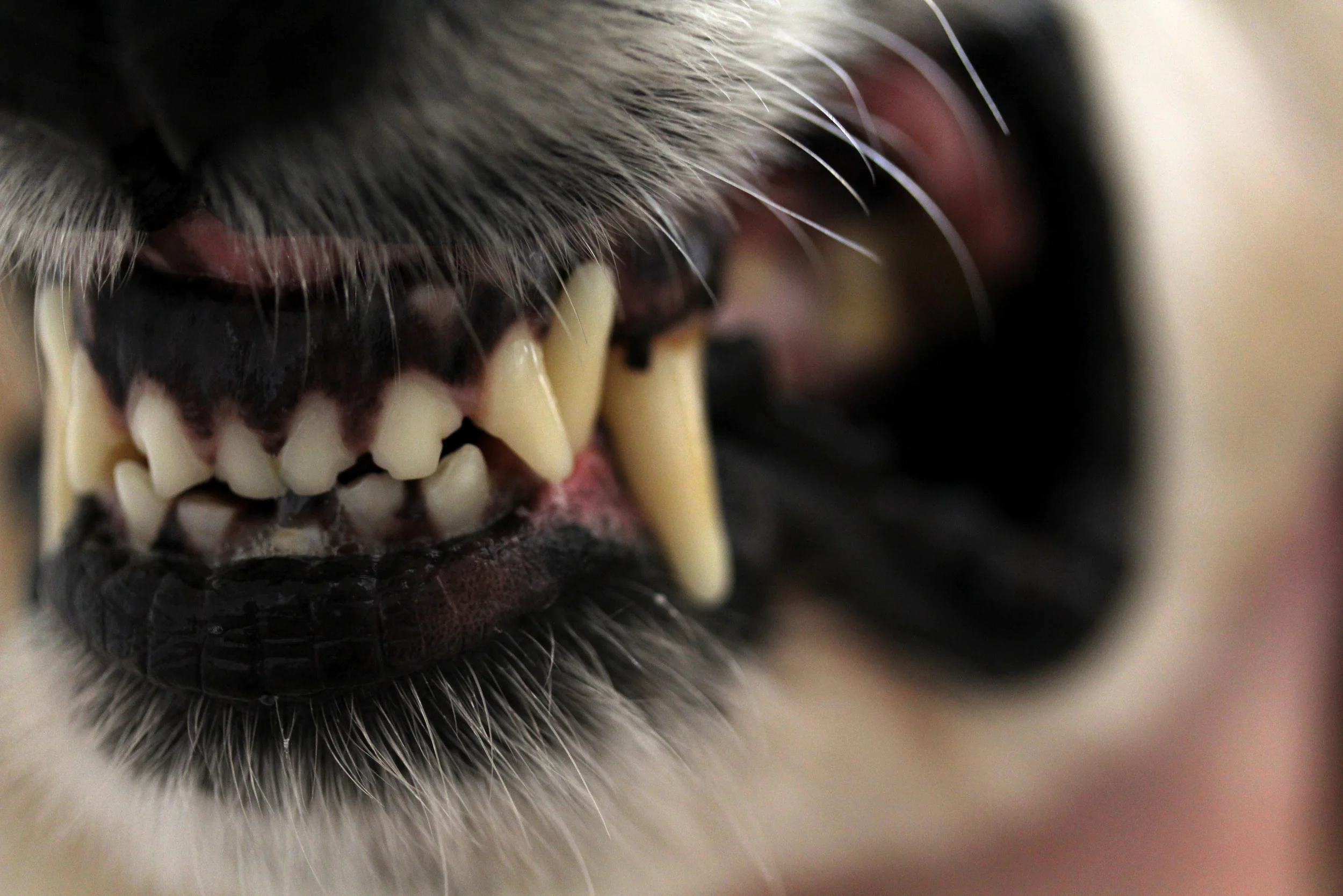 dog-1.jpg