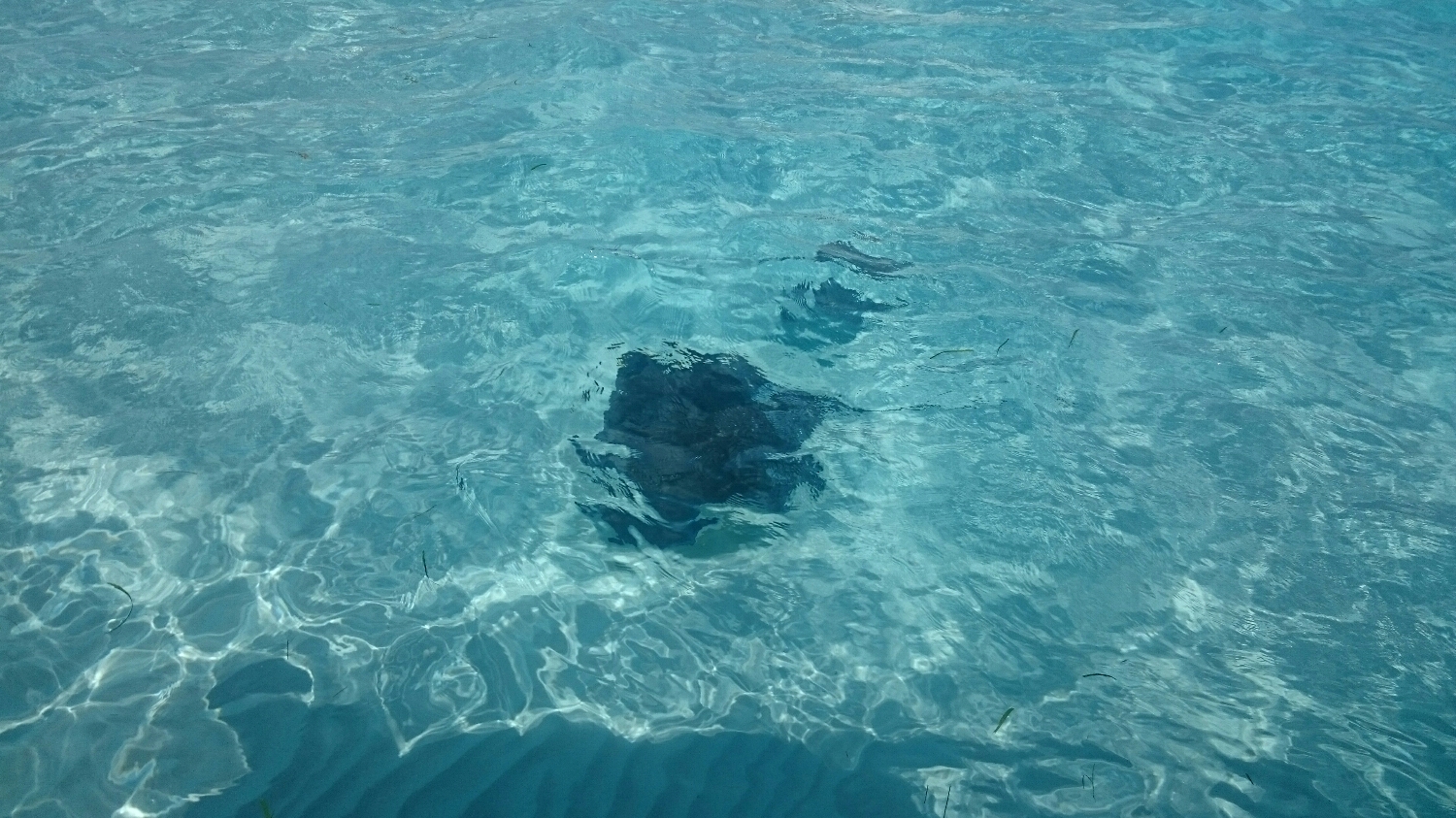 i will upload more from our water camera when we return.