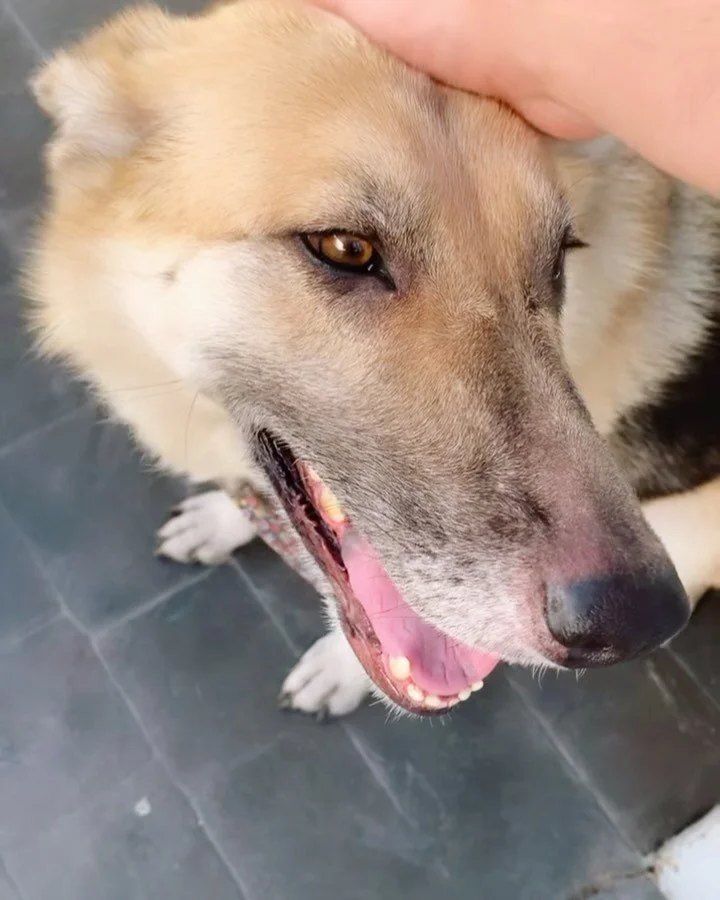 Rose is looking for a foster and/or adopter !! How sweet is this angel? This shepherd is great with kids also. Apply at Philozoia.org/adopt !🌹