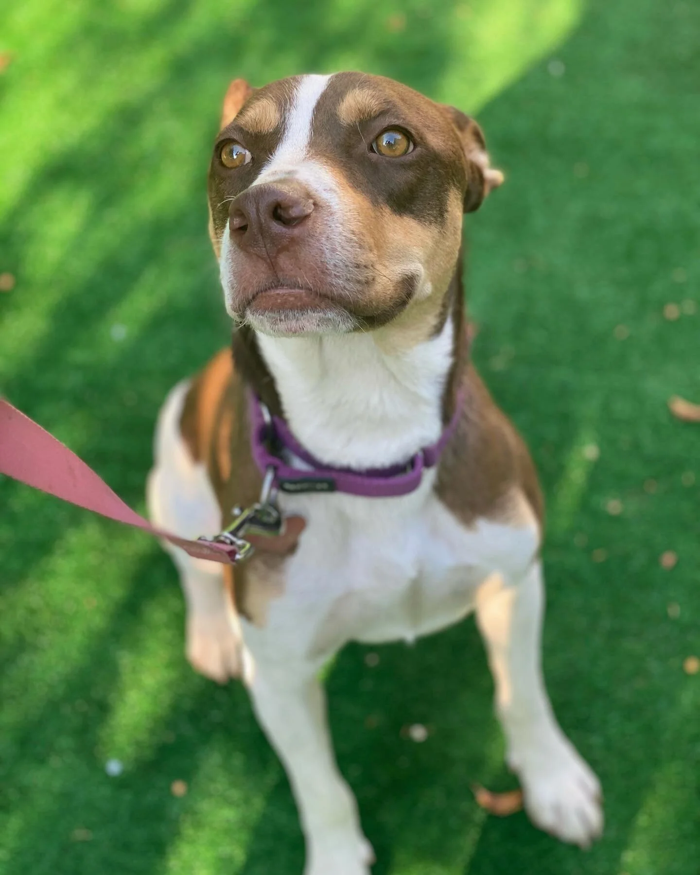 Sweet puppy Wally (also was known as Ace)!! This 1 year old Aussie and Terrier mix is wonderful. He starts off a little timid but opens up into a ball of joy super fast. Plus he is great with kids and the fosters cats and dogs! 😁Look at this gorgeou