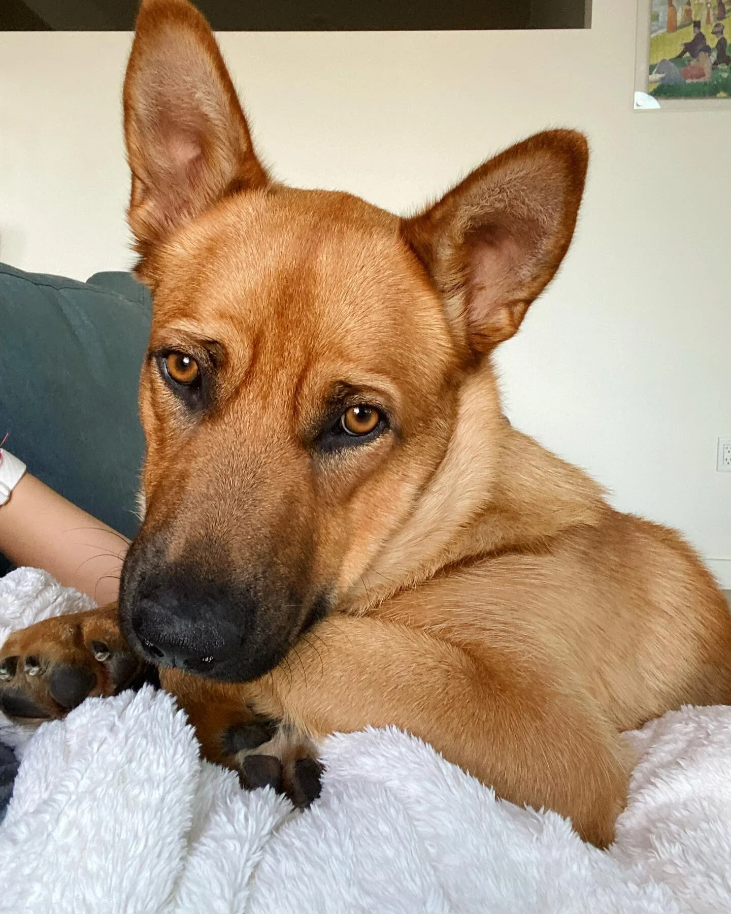 Adoptable FLETCHER is the GOODEST GERMAN SHEPHERD PUP! 🐾 Our one year old sweetie is perfect with any size dogs- gentle with the little ones and large ones. His foster says he is very smart too! What a looker. Please apply to adopt this boy at Philo