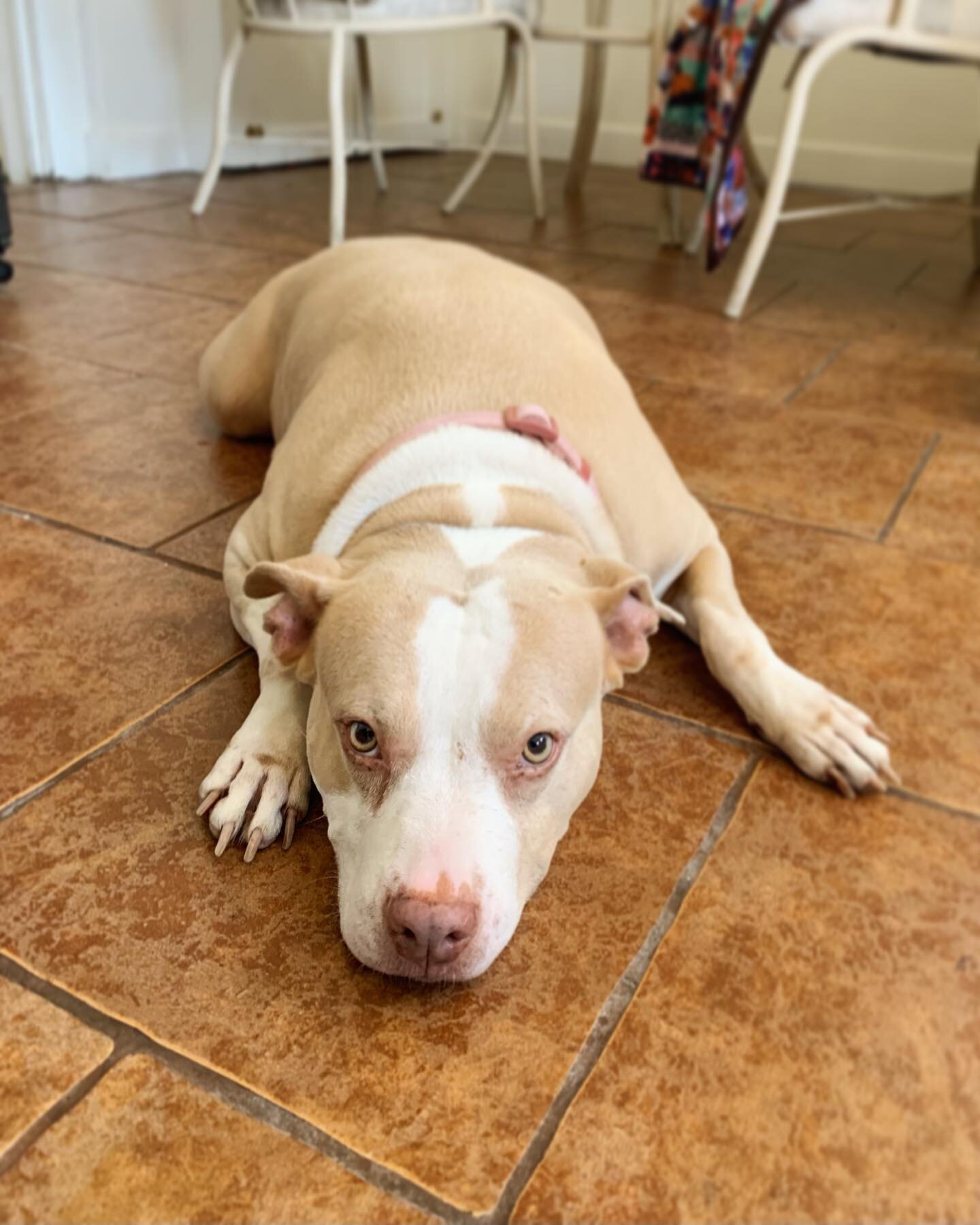 Sweetie DAISY is your adoptable 2 yo pocket pittie!!! The kindest eyes you will ever see. Her foster says she is very well mannered, house trained, happy to walk or snuggle! 🌼Apply for this flower at Philozoia.org/adopt 🌼 
.
.
.
.
.
.
.
.
.
.
.
#ad
