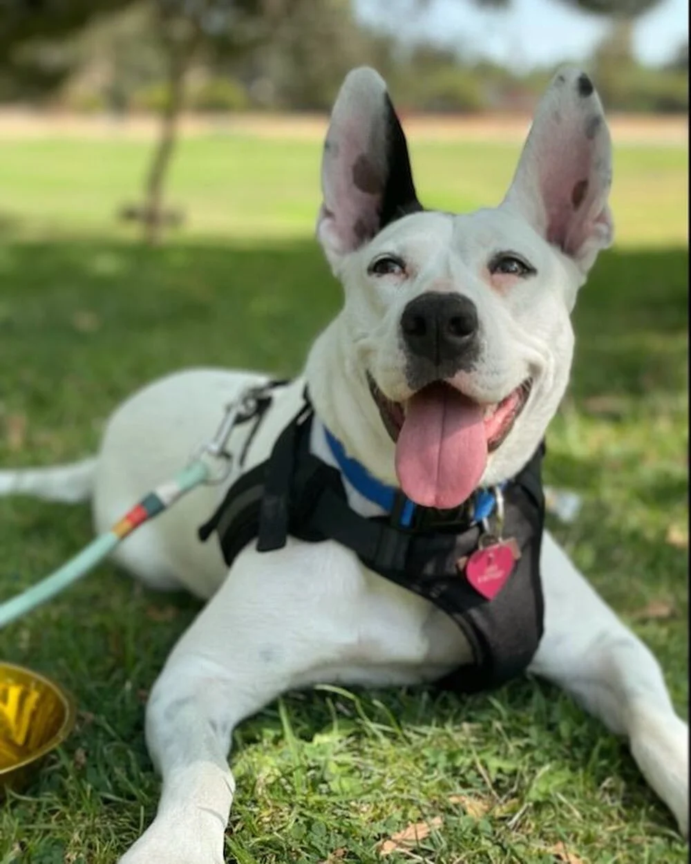 PARIS !!! Her ears stand like the Eiffel 💕this 2 year old medium size lady is the total package. Her foster says Paris is energetic and loves being outside, going for walks, cuddling, and playing with toys. She is crate trained and well behaved!  Sh