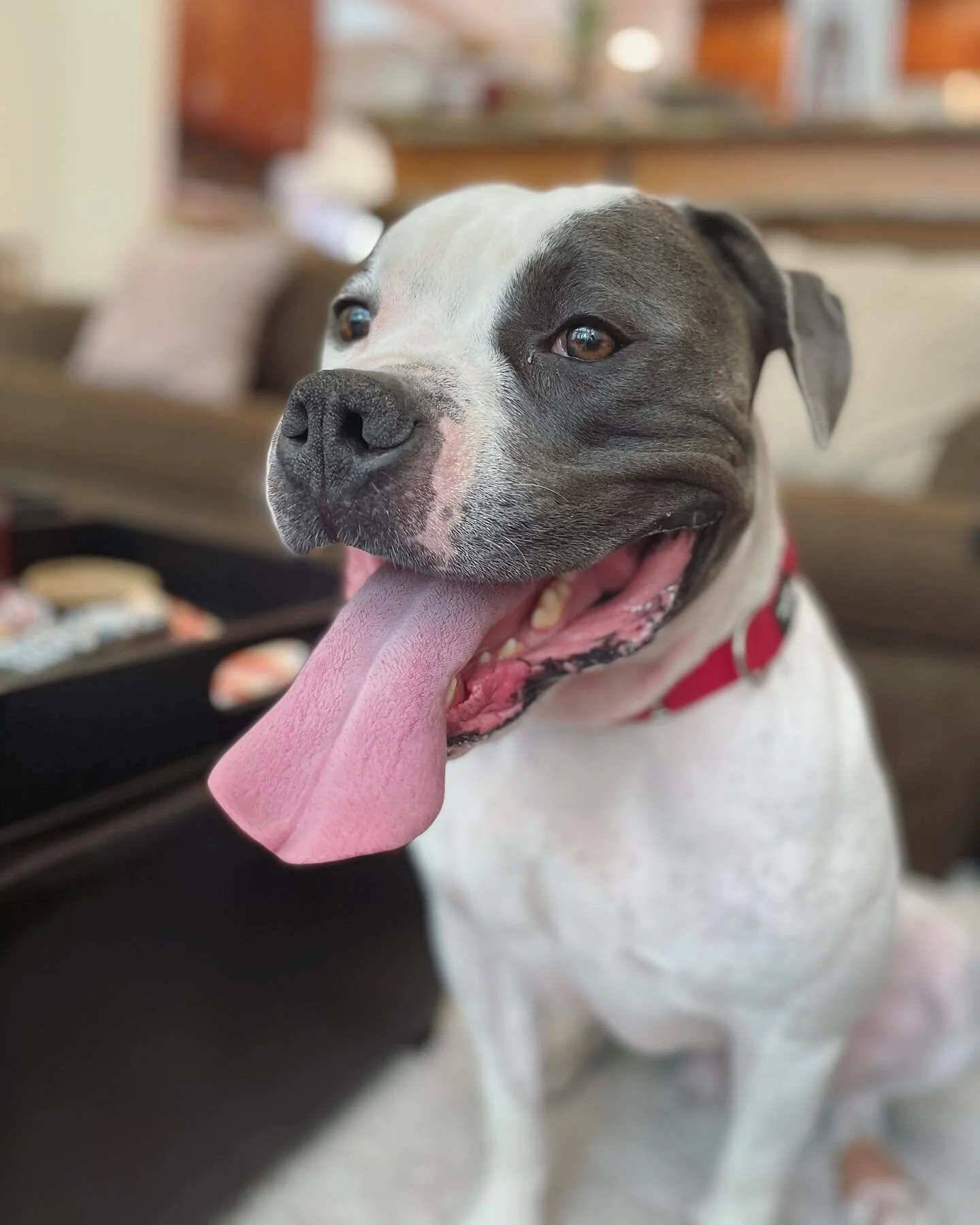 Gorgeous boy HARVEY is our adoptable 2 yr old still looking for a home! &hearts;️He is super well behaved, house trained, and an overall happy boy. Harvey needs a forever home &hearts;️! Please apply at Philozoia.org/adopt
.
.
.
.
.
.
.
.
.
#adoptabl