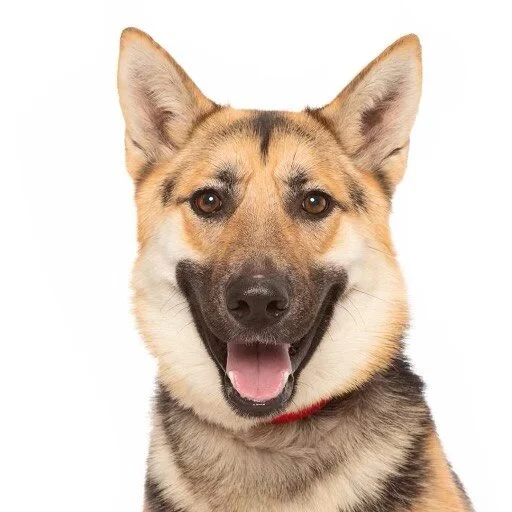 Princess ELLA our 2 yo German shepherd is looking for a foster and or adopter!!!👑 (Why not foster to adopt😁?) She is really sweet, house trained, well behaved, and is happy always. Share with someone who needs Ella in their life!! Apply at Philozoi