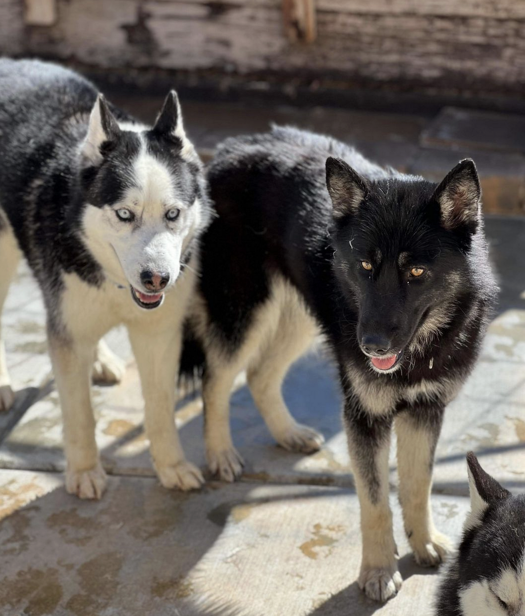 Lobo &amp; Shadow