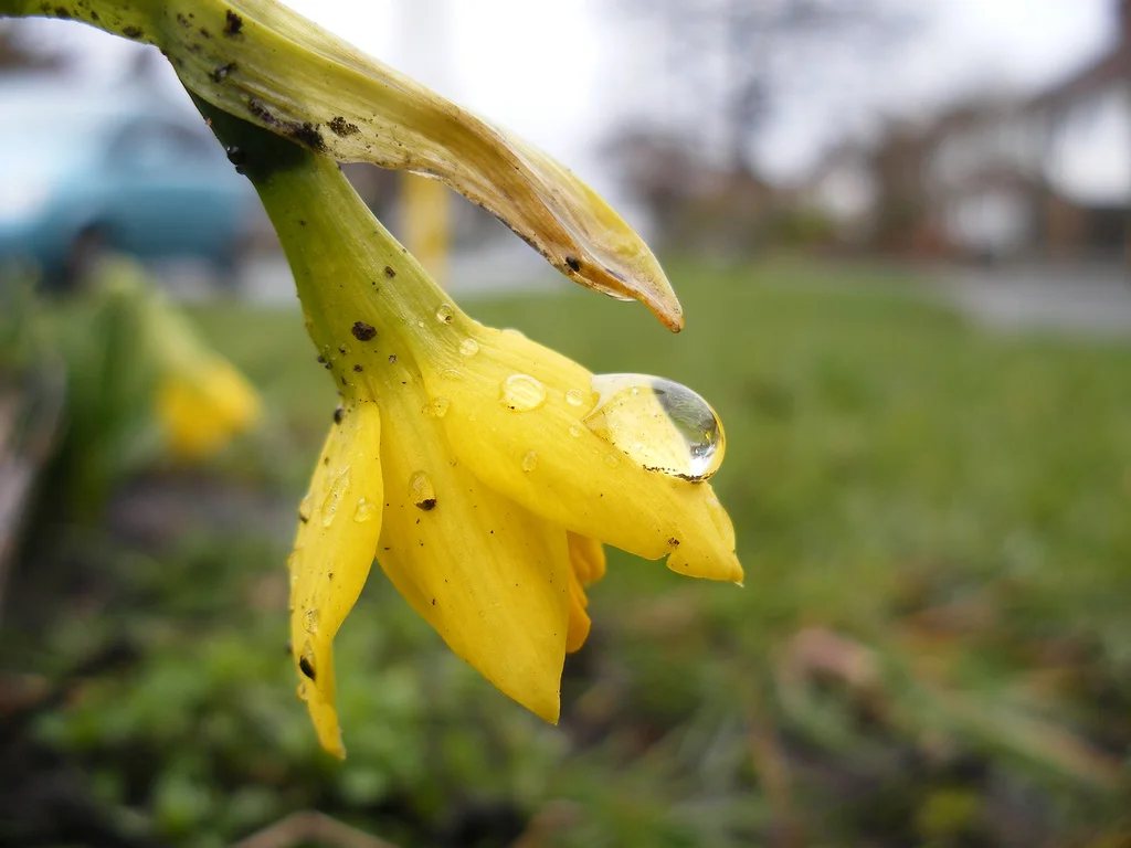 What if I'm A Really Bad Gardener?