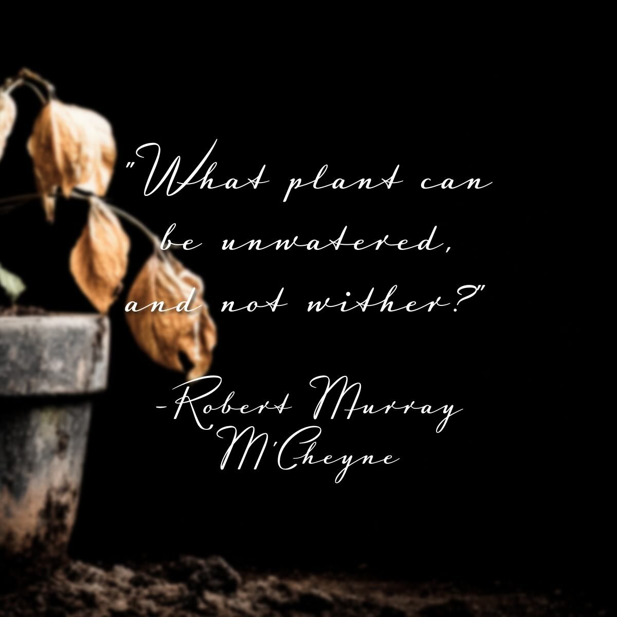 &ldquo;What plant can be unwatered, and not wither.&rdquo; -Robert Murray M&rsquo;Cheyne

In speaking about the absolute need God&rsquo;s people have for his Word, M&rsquo;Cheyne likens it to the water every plant needs to survive. Do you endeavor to