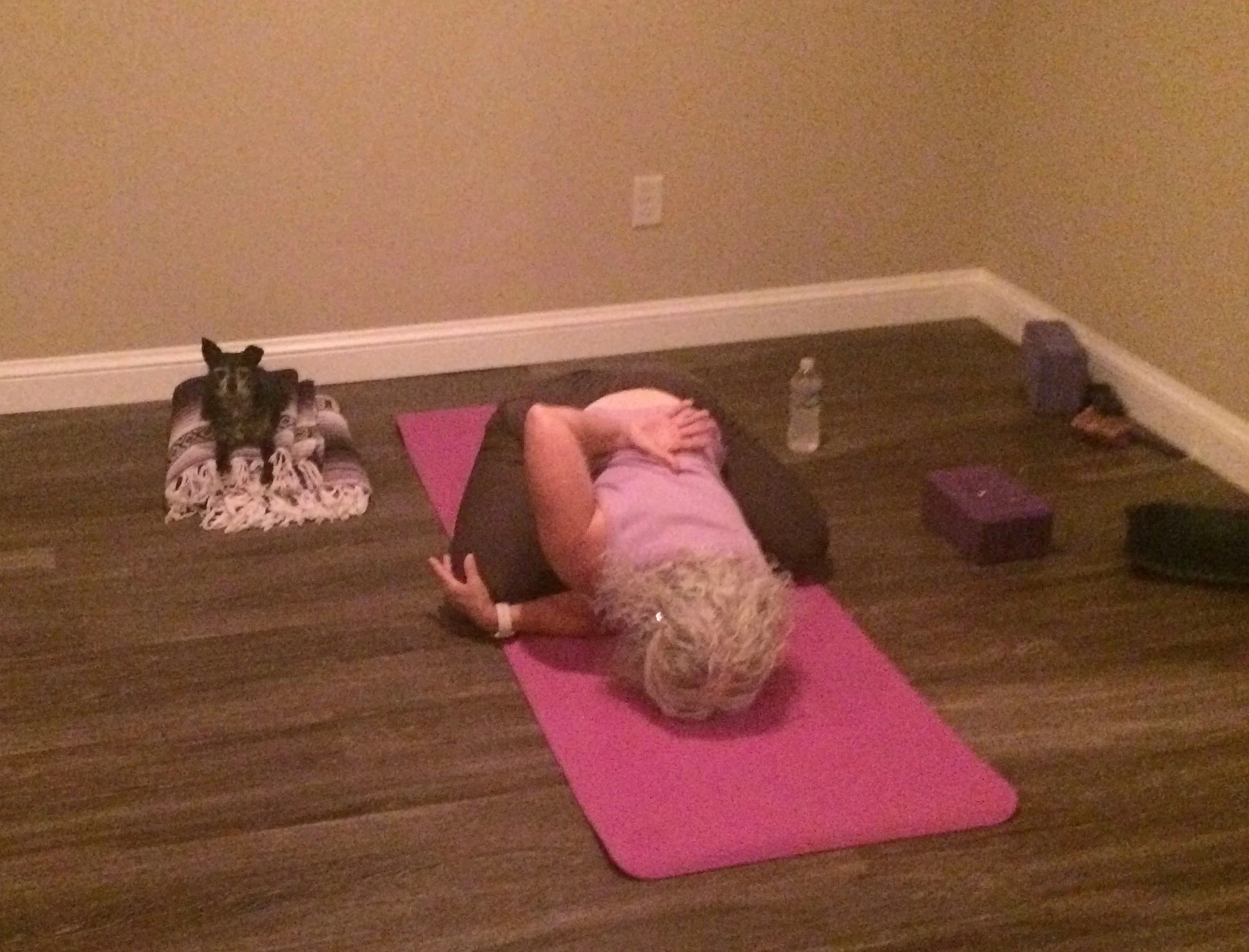 Child's Pose with Milton the Chihuahua (one of kah yoga @ plumb place mascots)