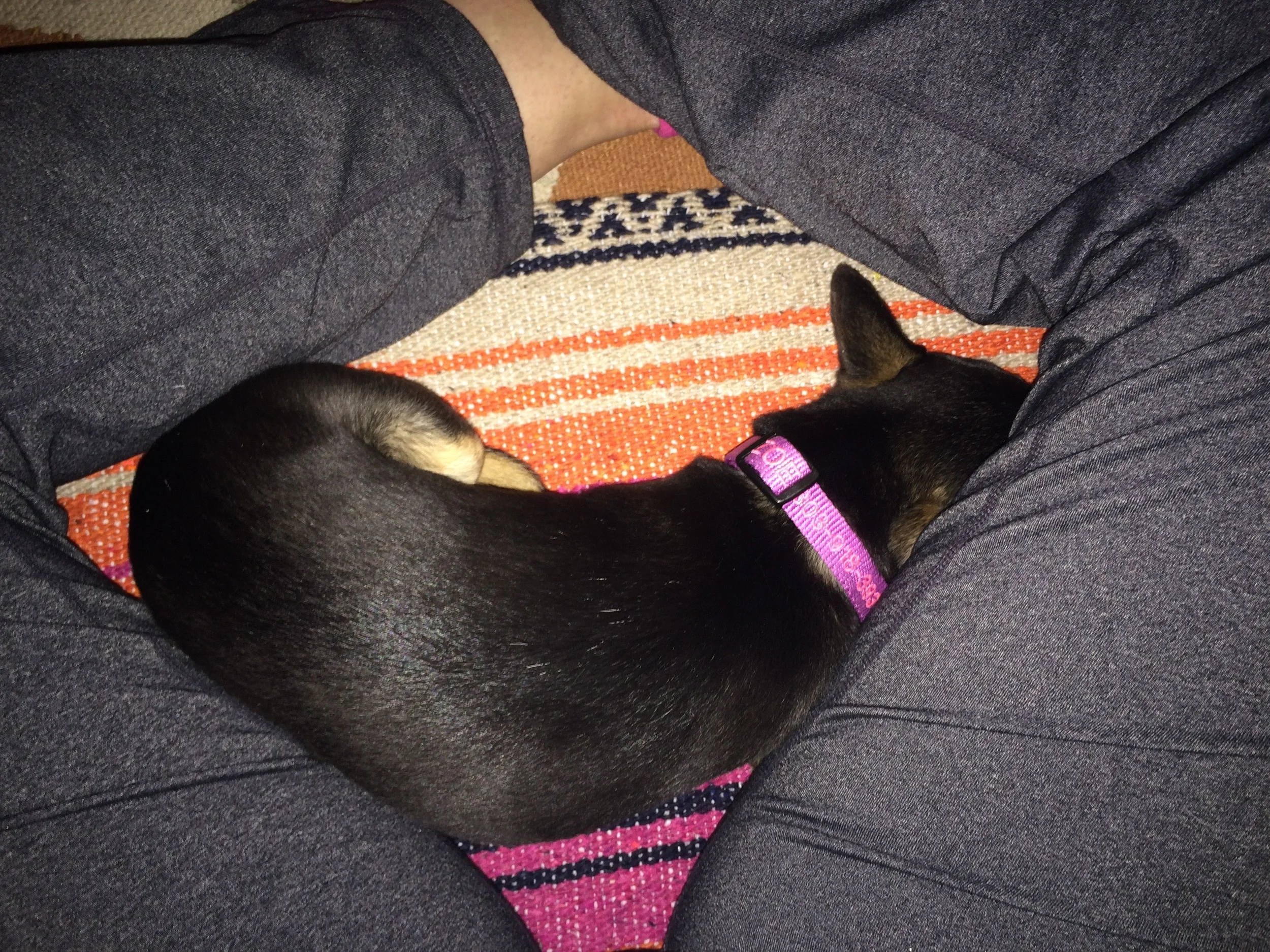 Bound Angle Pose with Chihuahua (Zoe, kah yoga @ plumb place mascot)