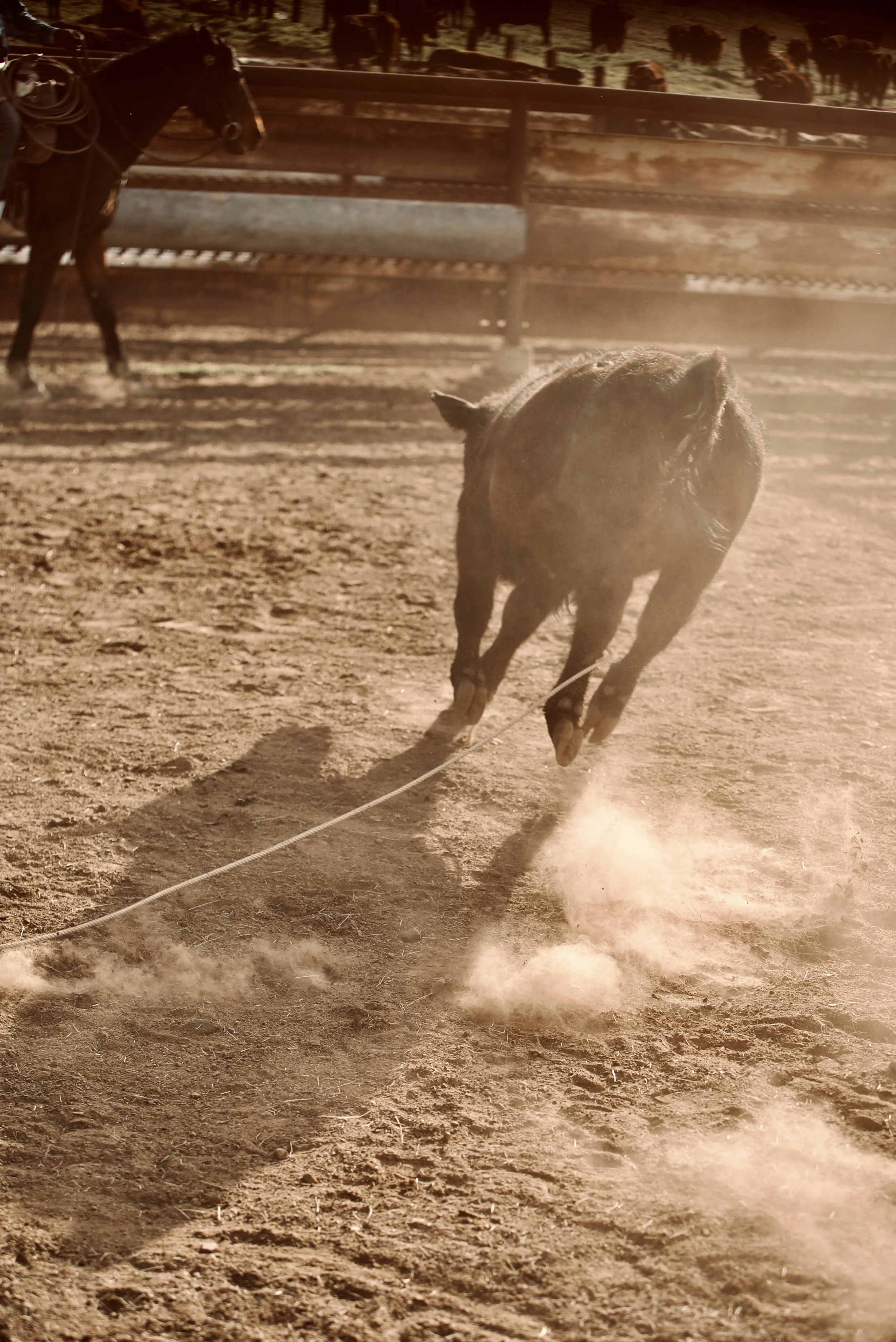_DSC9683.jpeg