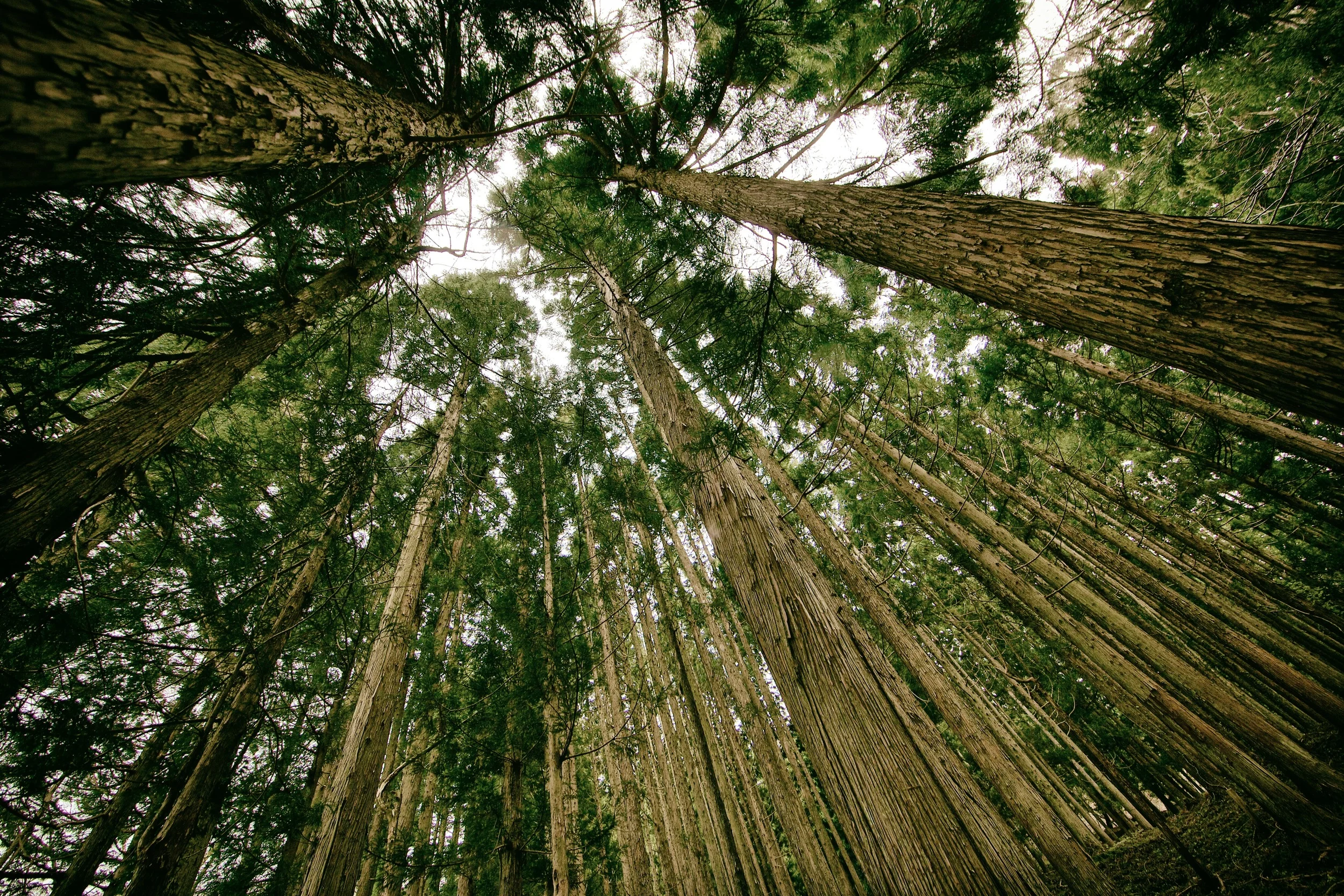 Y1hediOeRoya666XCjYg_forest.jpg
