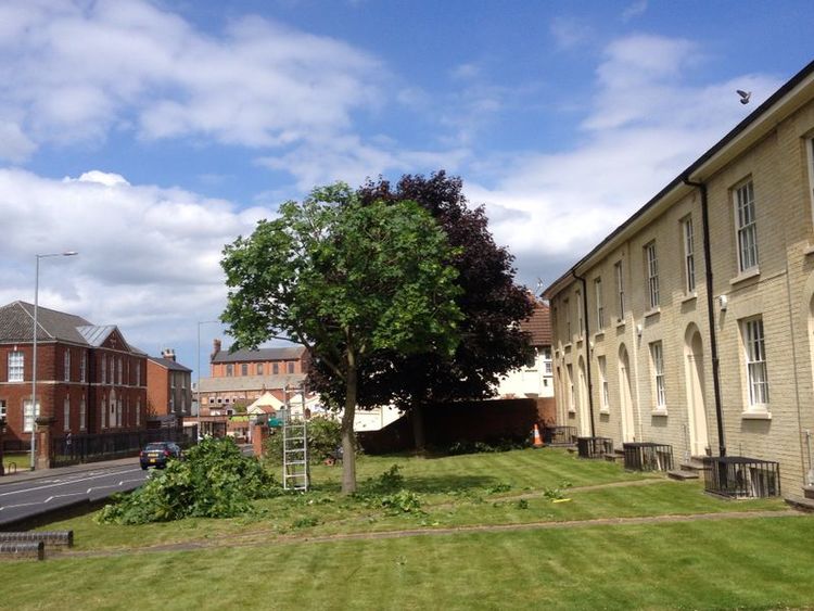 Crown Reduction, Old Nurses Accommodation, Norwich