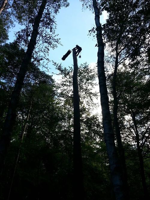 Tree Dismantling, Scotts Pine - Brandon 