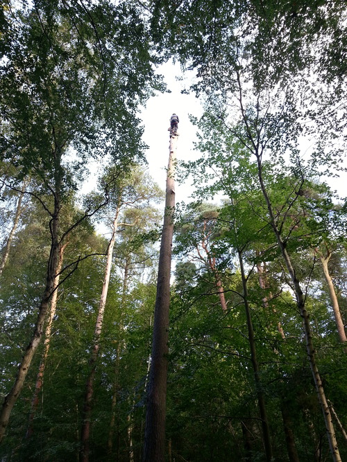 Tree Dismantling, Scotts Pine - Brandon
