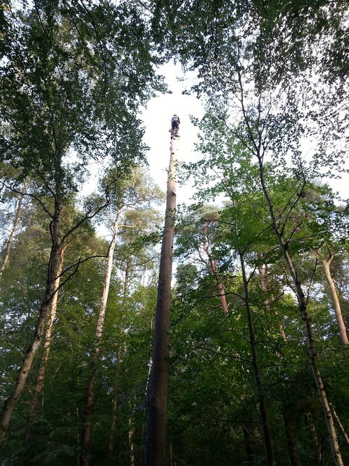 Tree Dismantling, Scotts Pine - Brandon 