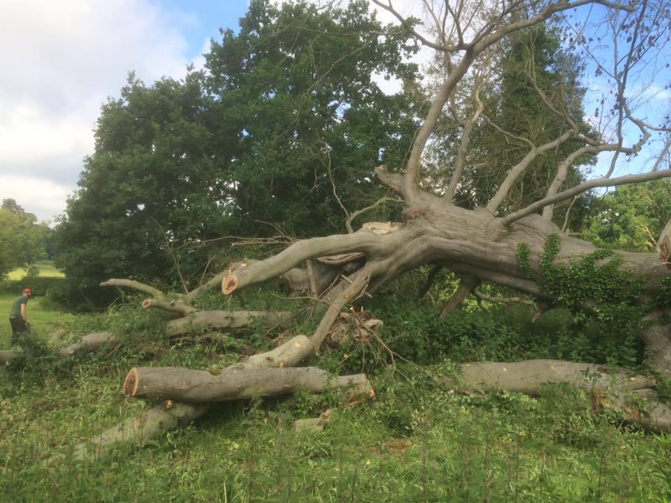 Wind Blown Tree Clearance