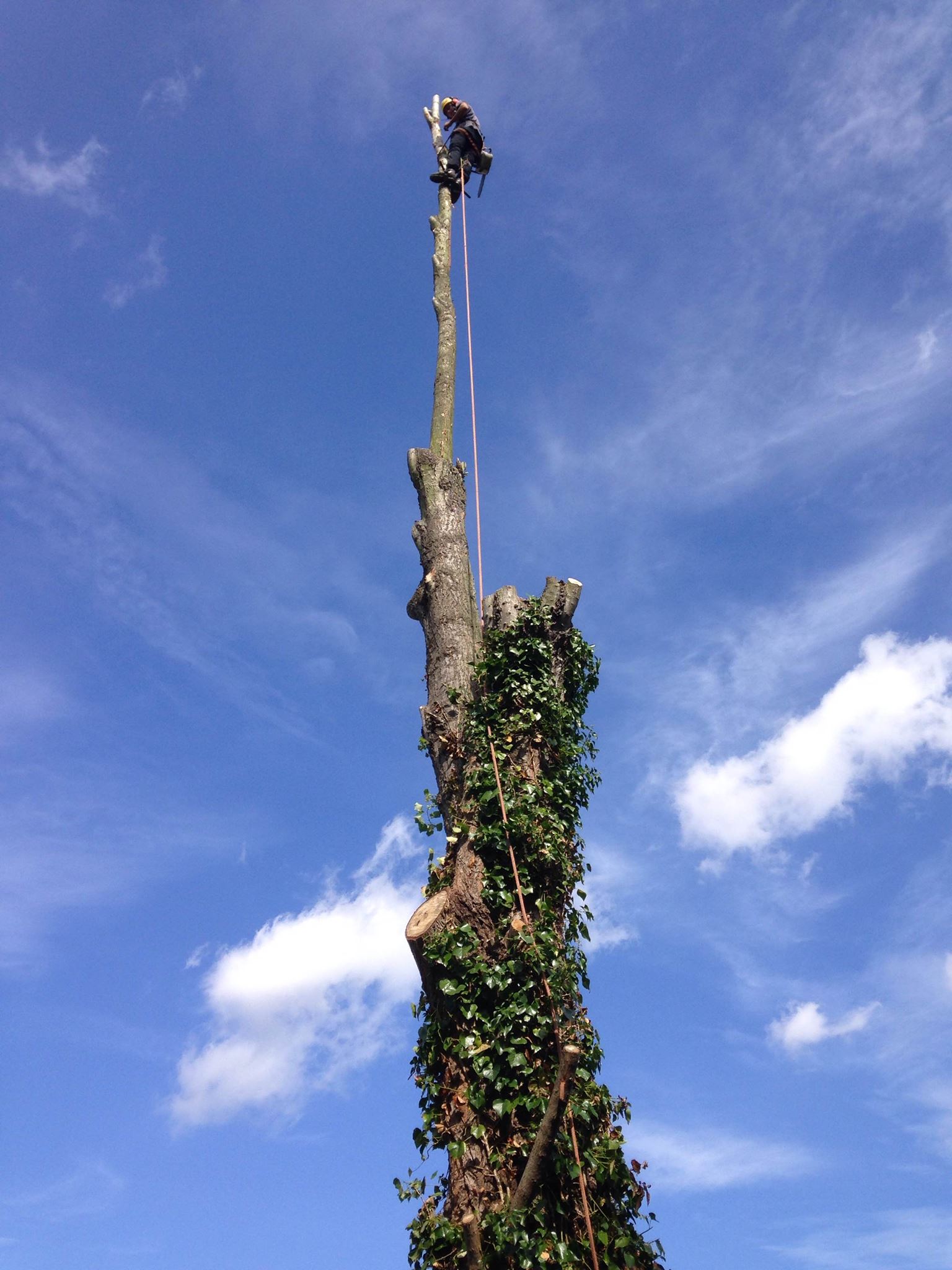 Domestic Tree Dismantling, Dereham