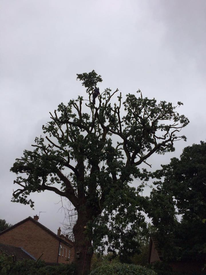 Mature Oak, Reshaping - Wymondham