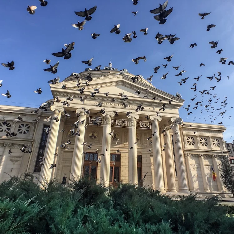 Pigeon Swarm | Bucharest, Romania