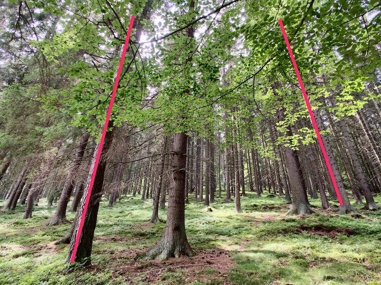 Perspective distortion (red lines) in a forest.