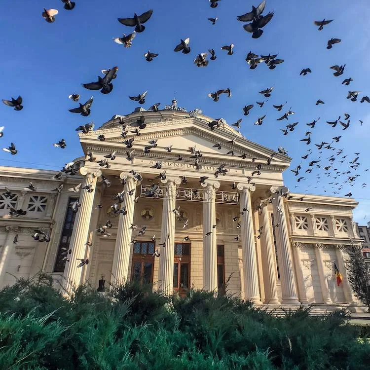 Pigeon Swarm at the Ateneul Român in Bucharest, Romania