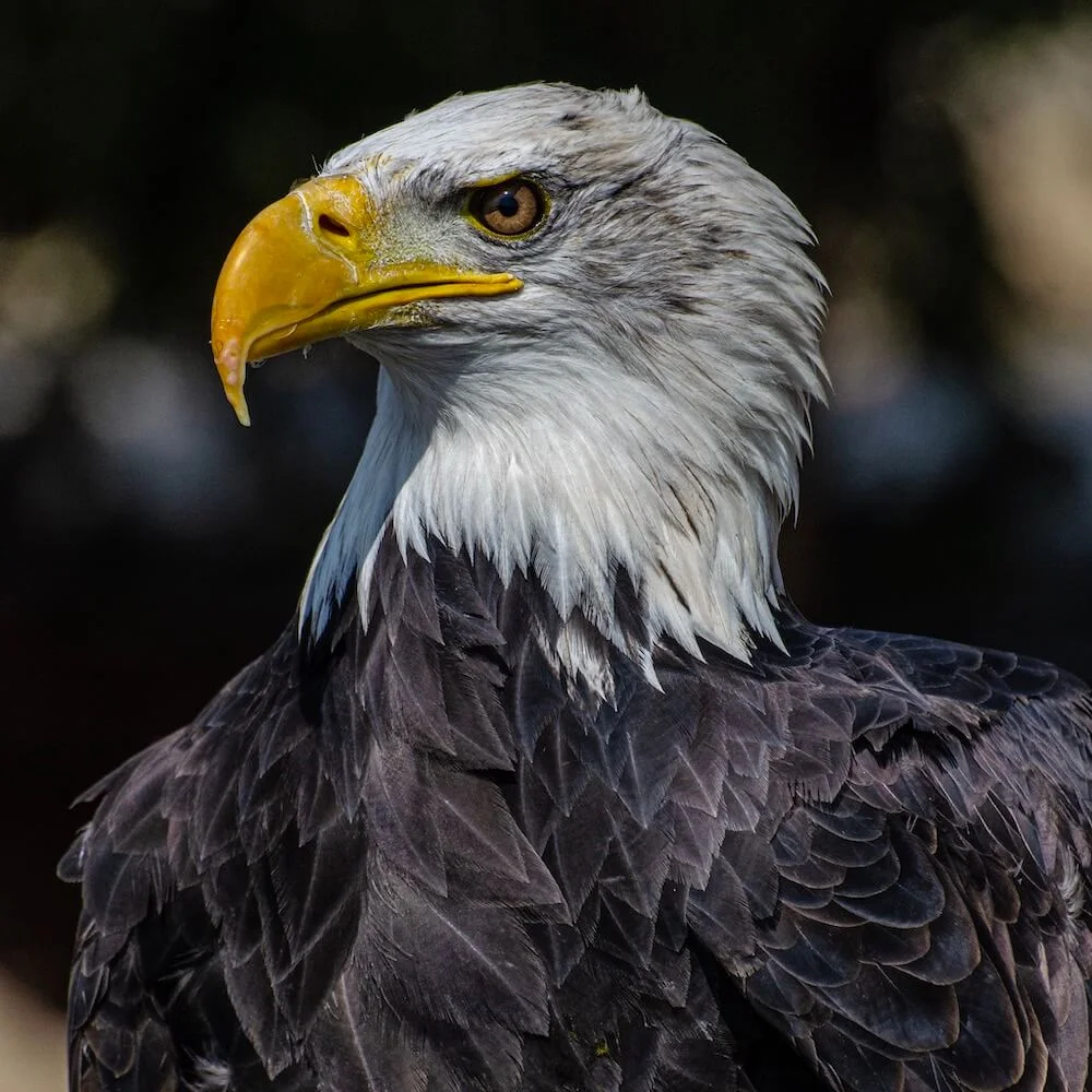 A majestic bald eagle posing