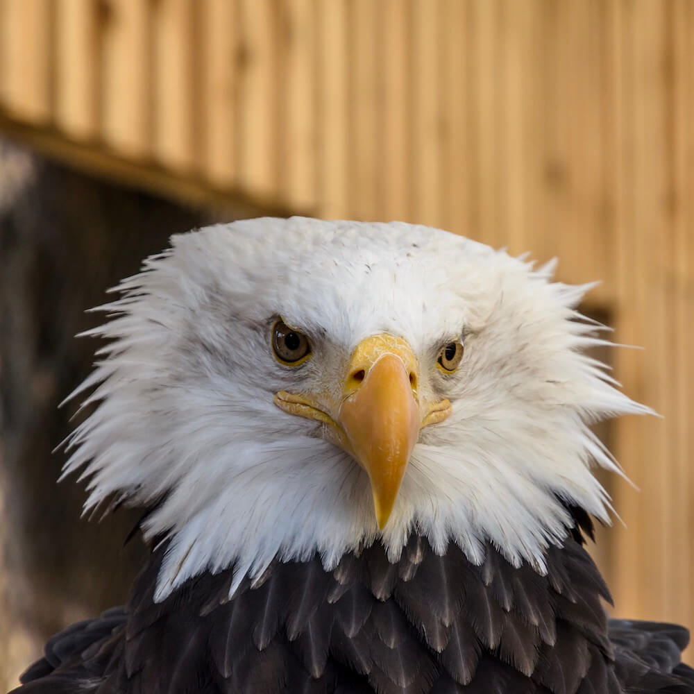 Bad Hair Day?