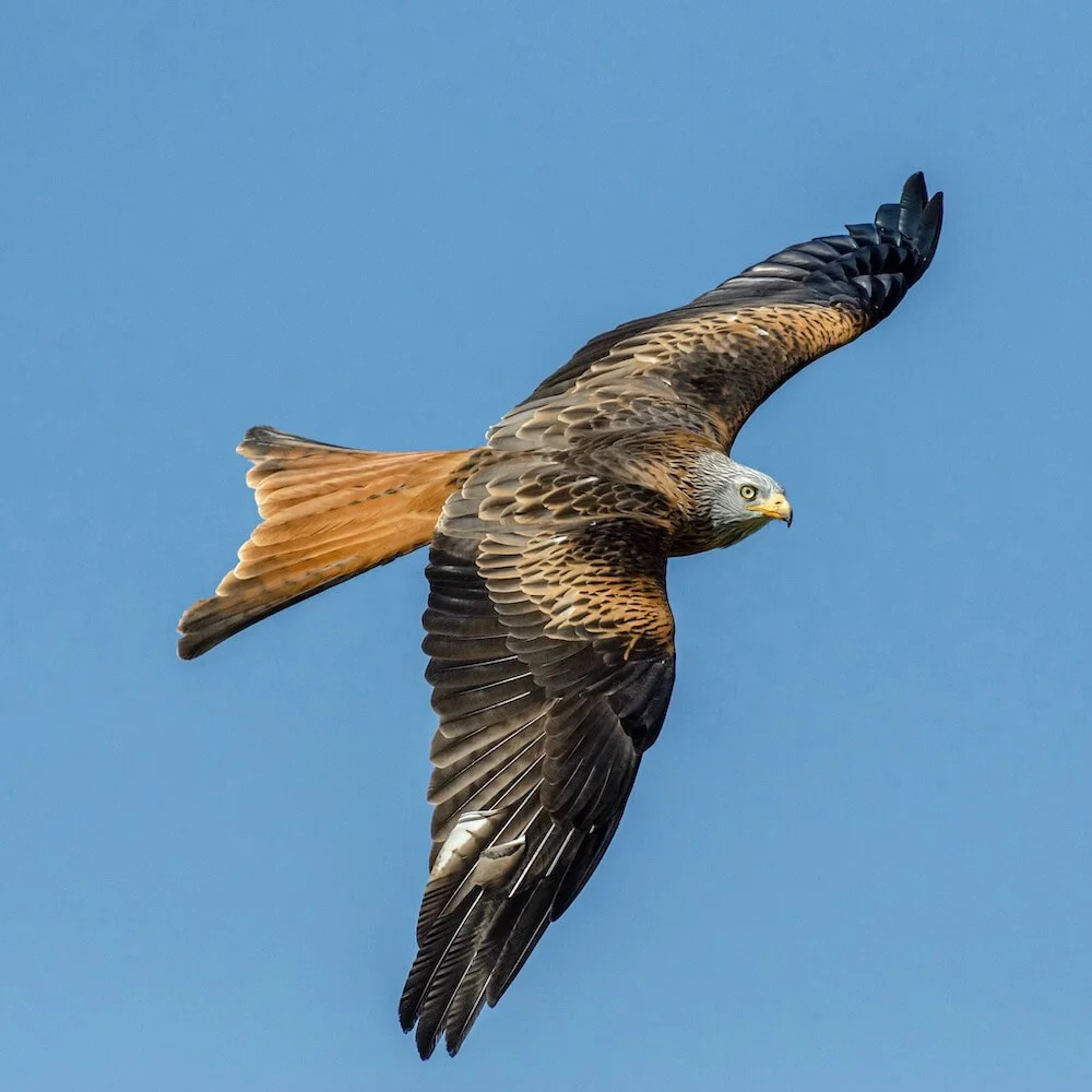 A red kite photographed in flight.