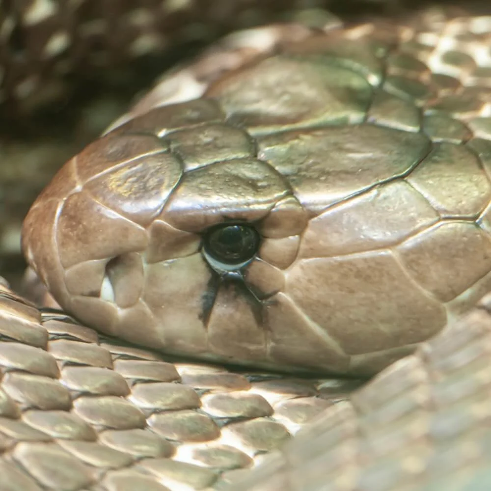 snake-eyes-nikon-d300.jpg