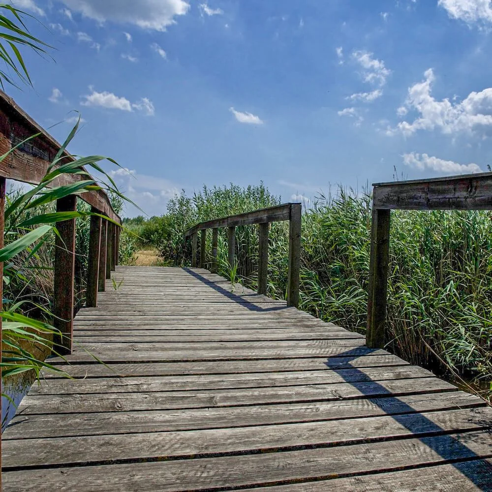 Wooden Bridge at the reed belt at Lake Neusiedel