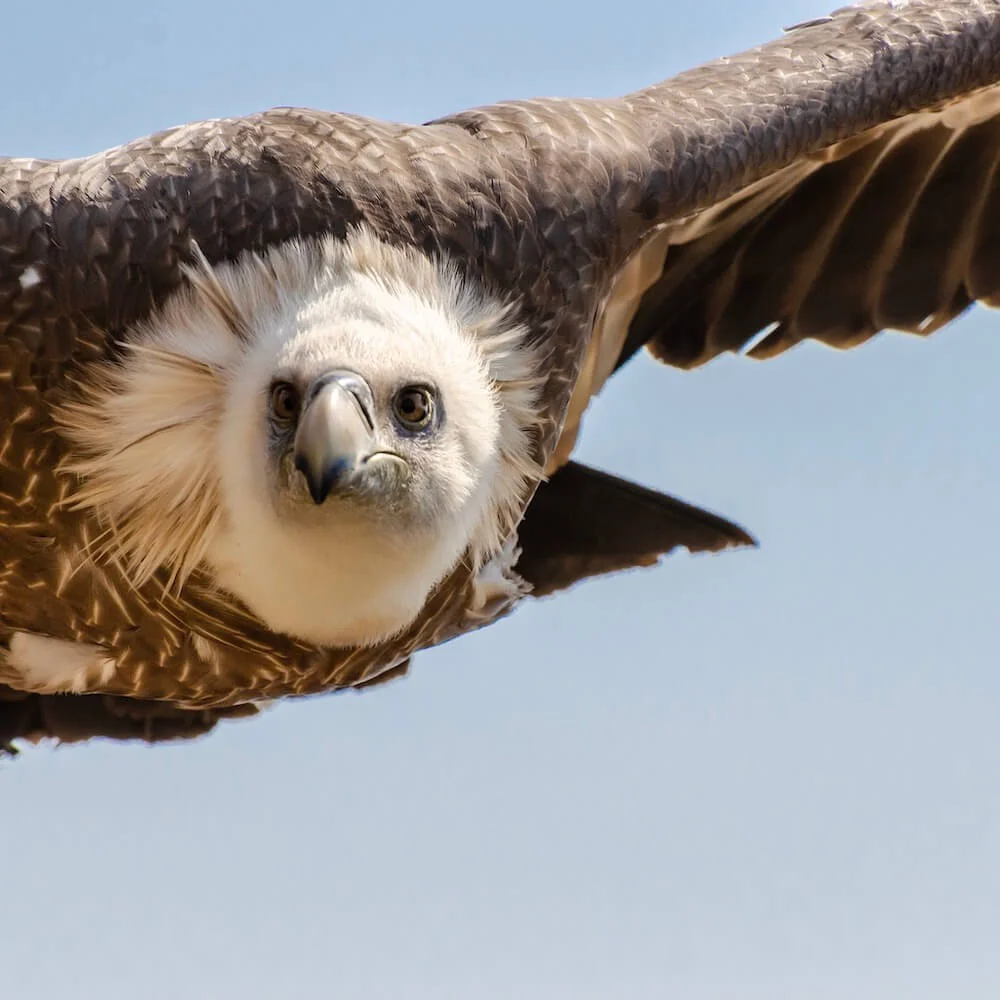 eye-to-eye-with-a-vulture.jpg