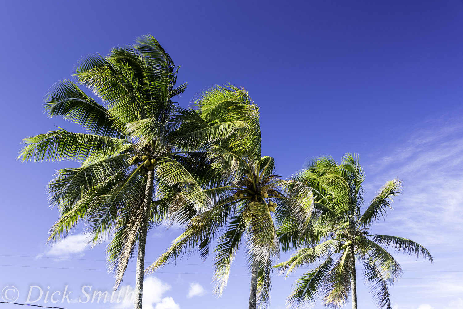 Hawaii 2017-1002.jpg