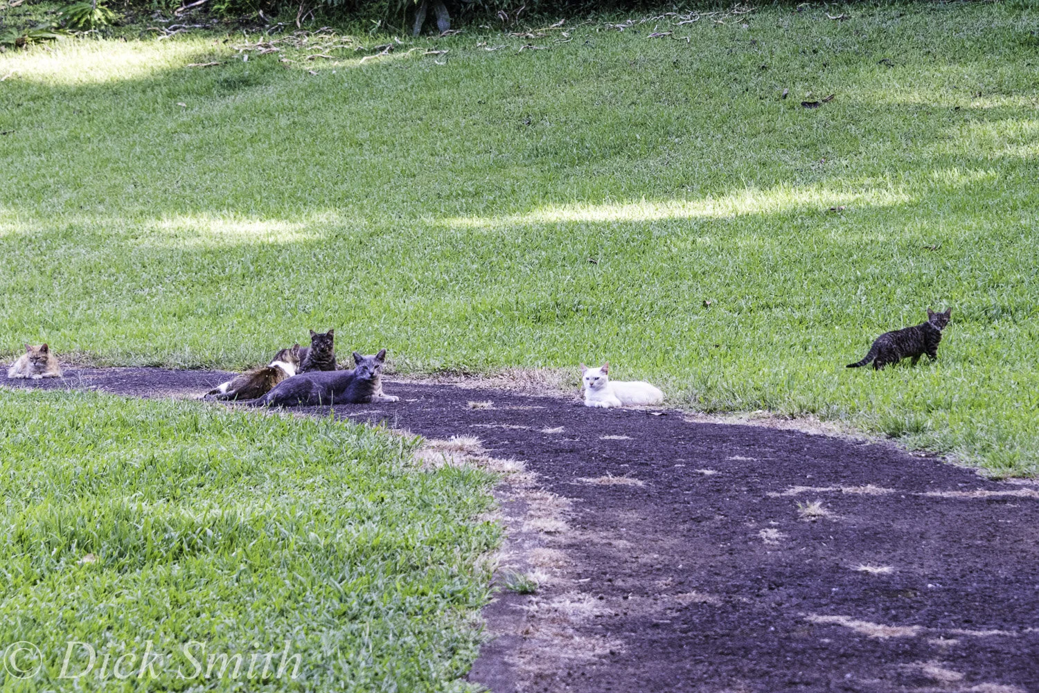 Hawaii 2017-1017.jpg