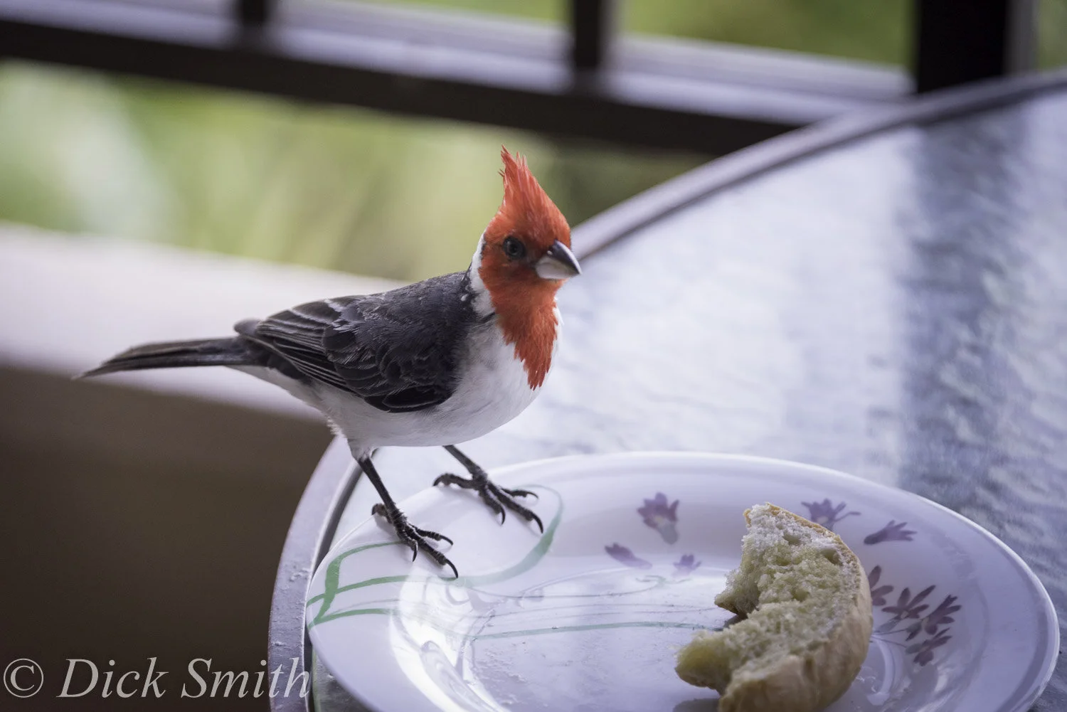 Hawaii 2017-1081.jpg