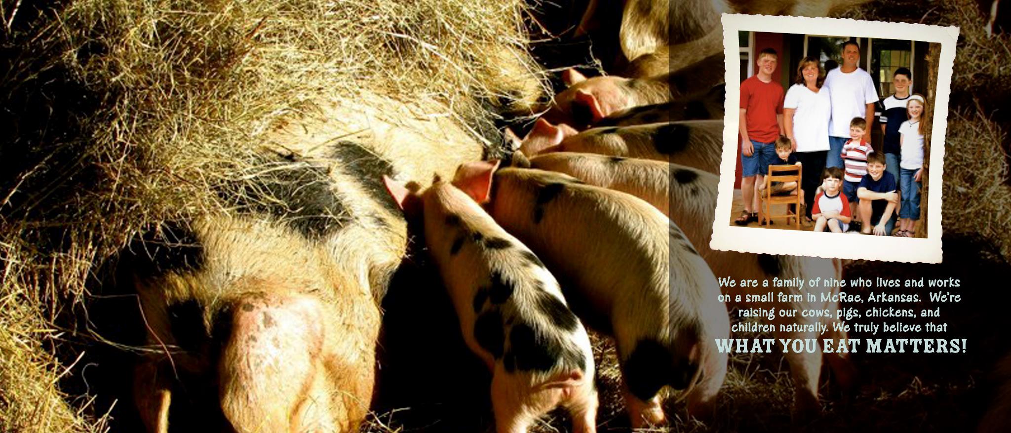 Here at The Root, we source all of the sausages for our bratwursts from Freckle Face Farm.