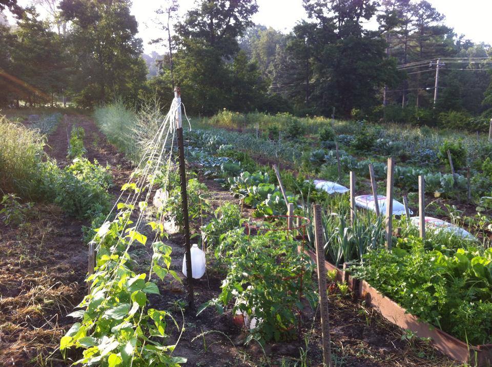 The Root purchases Willow Springs Market Garden’s wonderful special vegetables for our House Salad. And, if you add a duck egg, it’s from Willow Springs Market Garden, too!